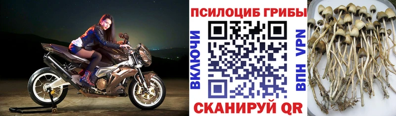 где купить наркоту  Староминская  Галлюциногенные грибы ЛСД 